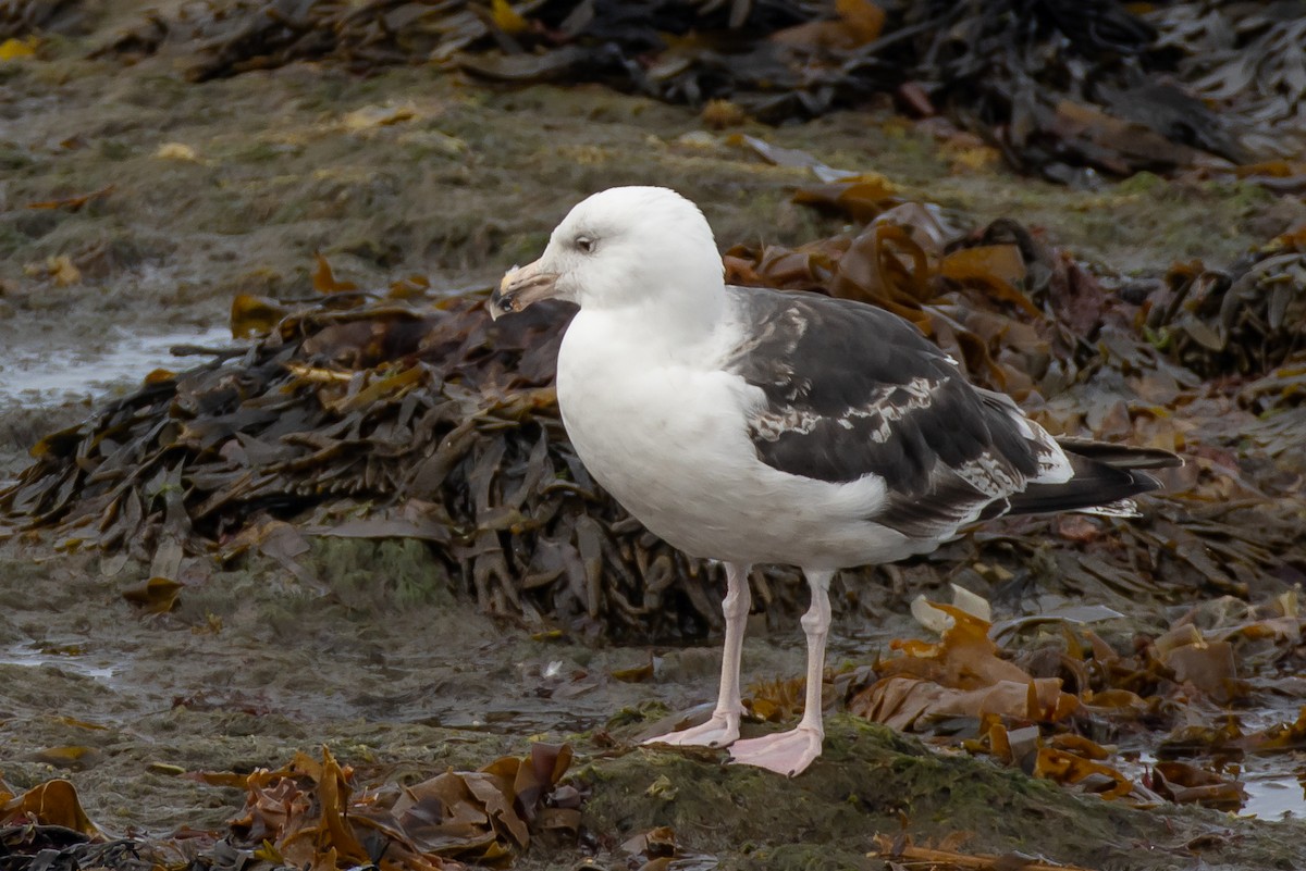 Great Black-backed Gull - Jeremy Coleman
