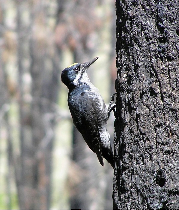 Black-backed Woodpecker - Nate Kohler