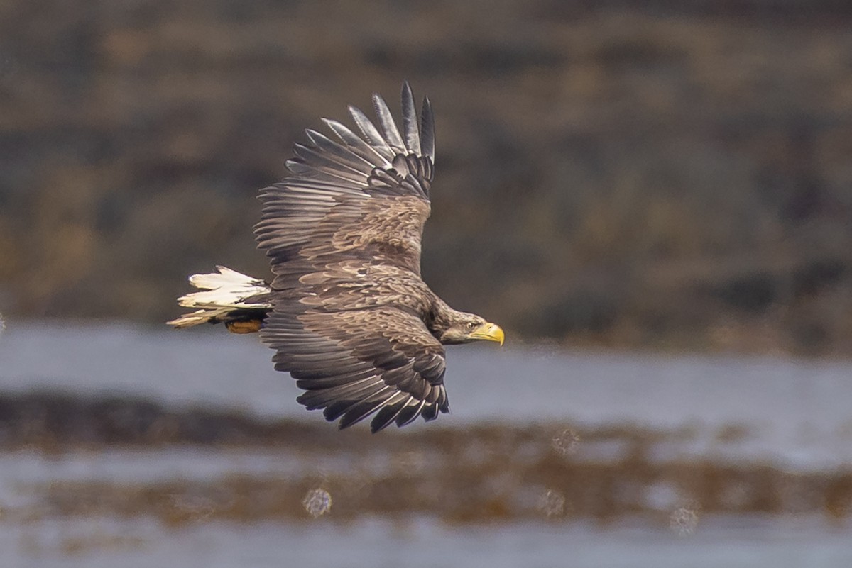 White-tailed Eagle - Jeremy Coleman