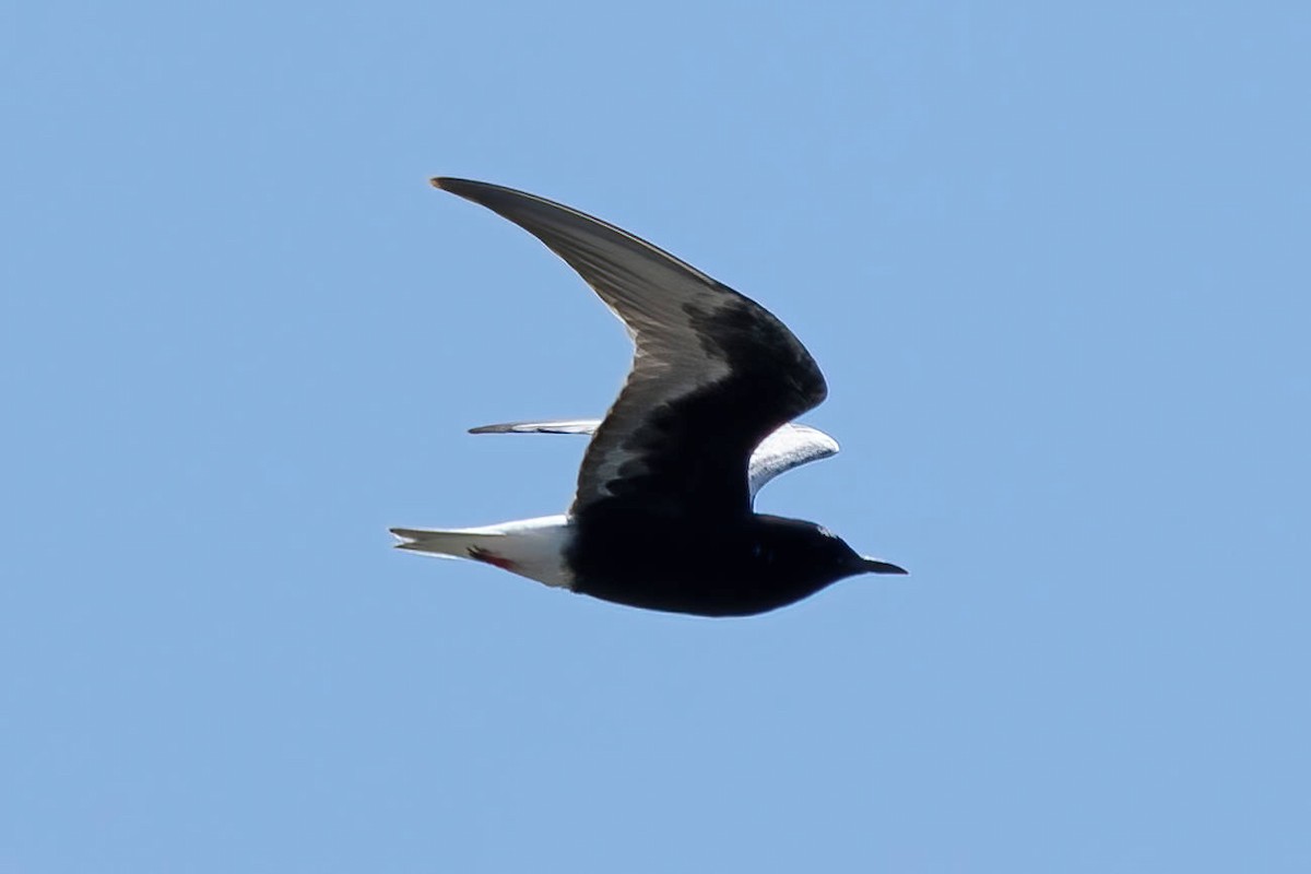 White-winged Tern - Mike  Jones