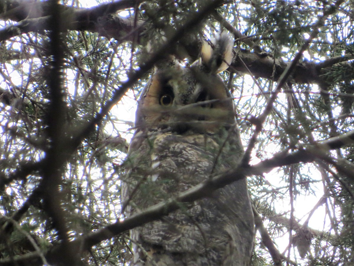 Long-eared Owl - Alan Boyd