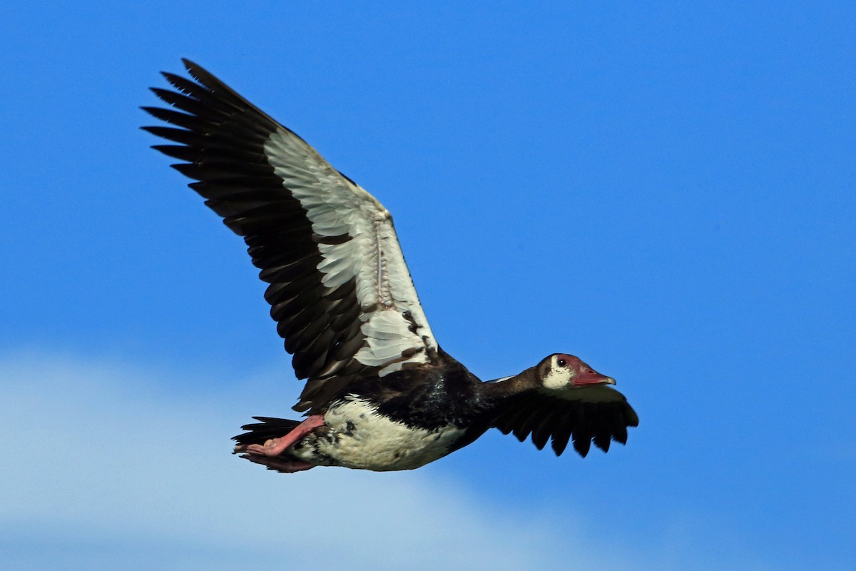 Spur-winged Goose (Northern) - Nigel Voaden