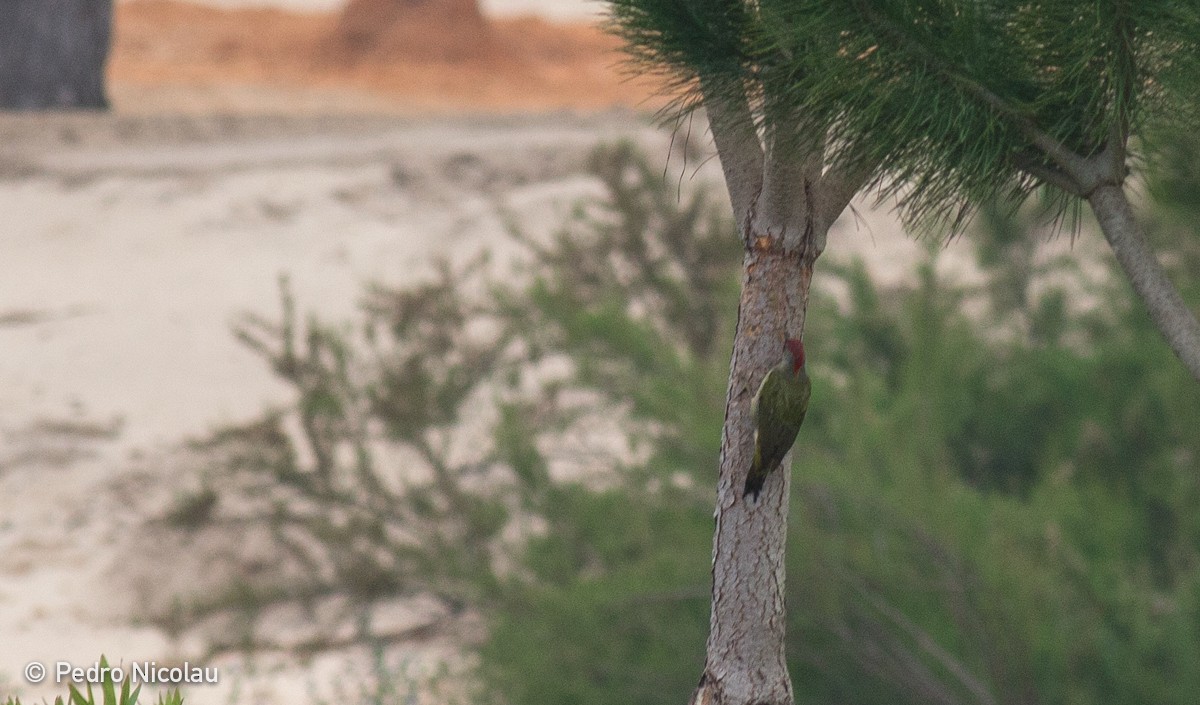 Iberian Green Woodpecker - ML46687261
