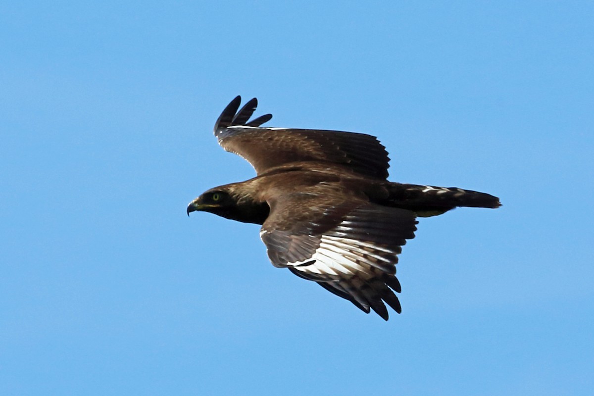Long-crested Eagle - Nigel Voaden