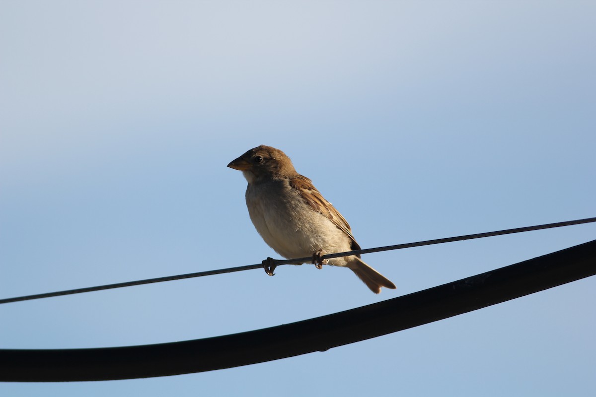 House Sparrow - Hendrik Swanepoel
