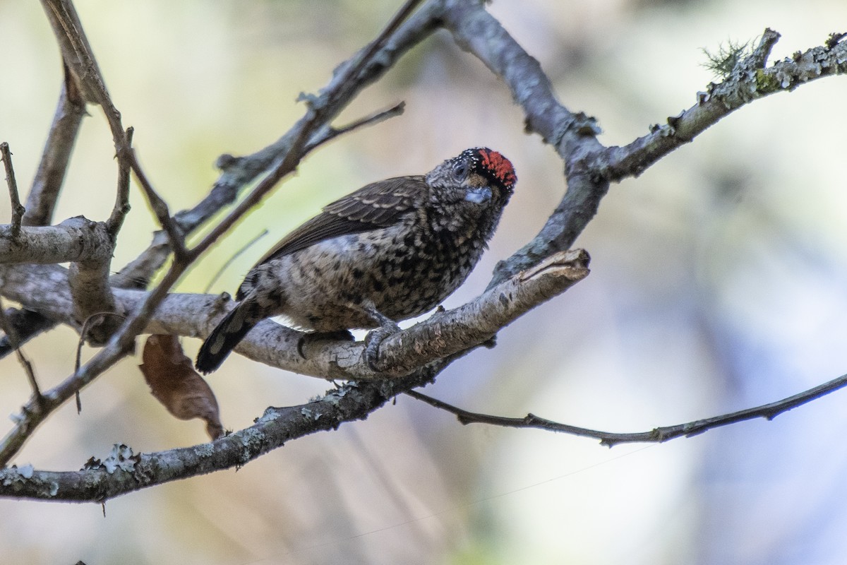 White-wedged Piculet - ML466874721