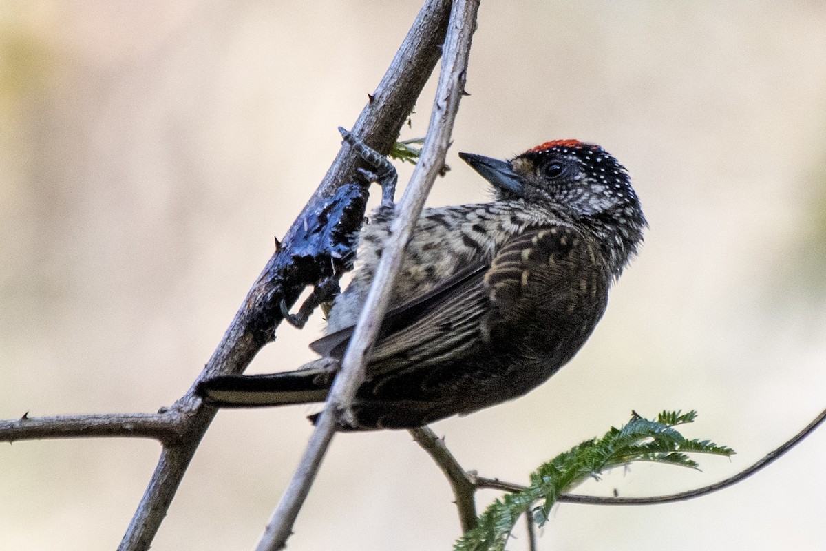 White-wedged Piculet - ML466874741