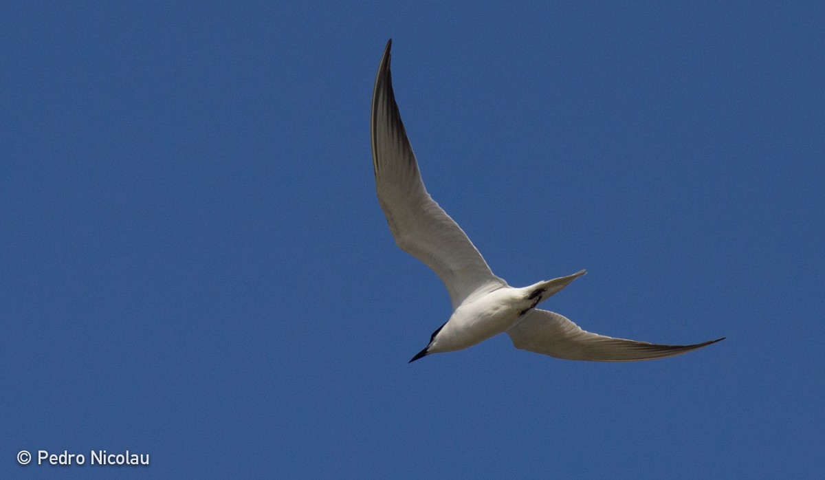 Gull-billed Tern - Pedro Nicolau