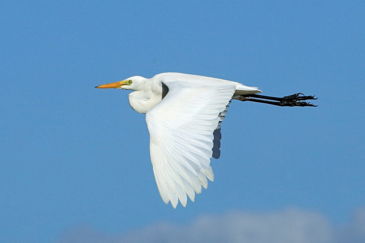 Yellow-billed Egret - Nigel Voaden