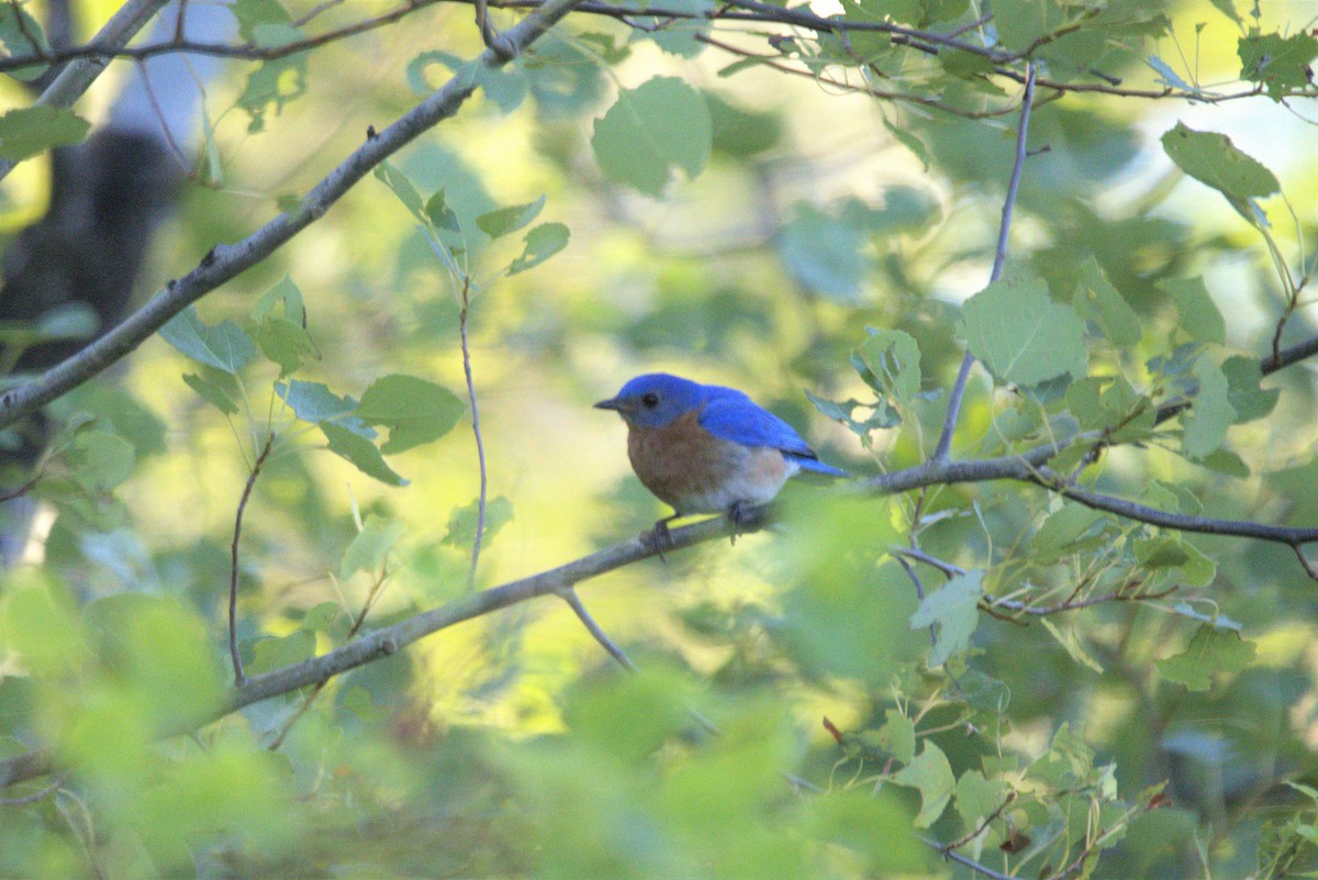 Eastern Bluebird - Braydon Luikart