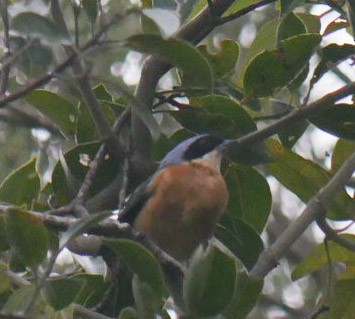 Fawn-breasted Tanager - ML466881441