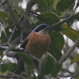 Fawn-breasted Tanager - ML466881451