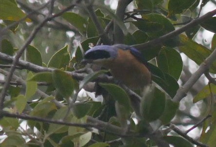 Fawn-breasted Tanager - ML466881461