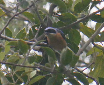 Fawn-breasted Tanager - ML466881471
