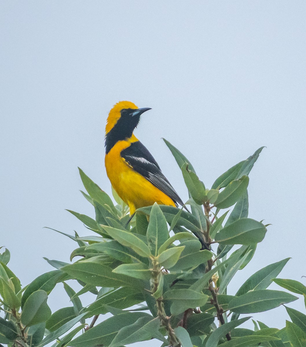 ML466881651 Hooded Oriole Macaulay Library   1200