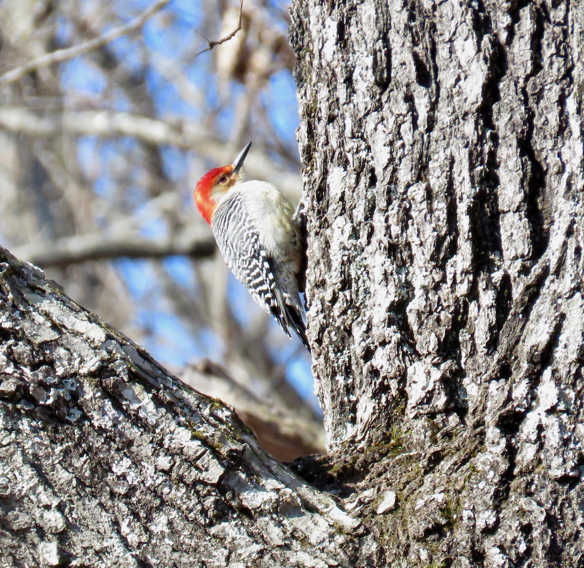 Red-bellied Woodpecker - ML46688571