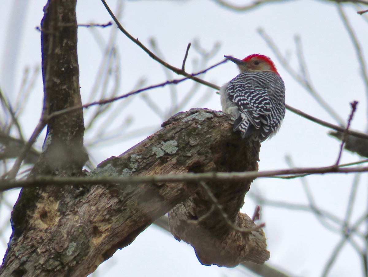 Red-bellied Woodpecker - ML46688591