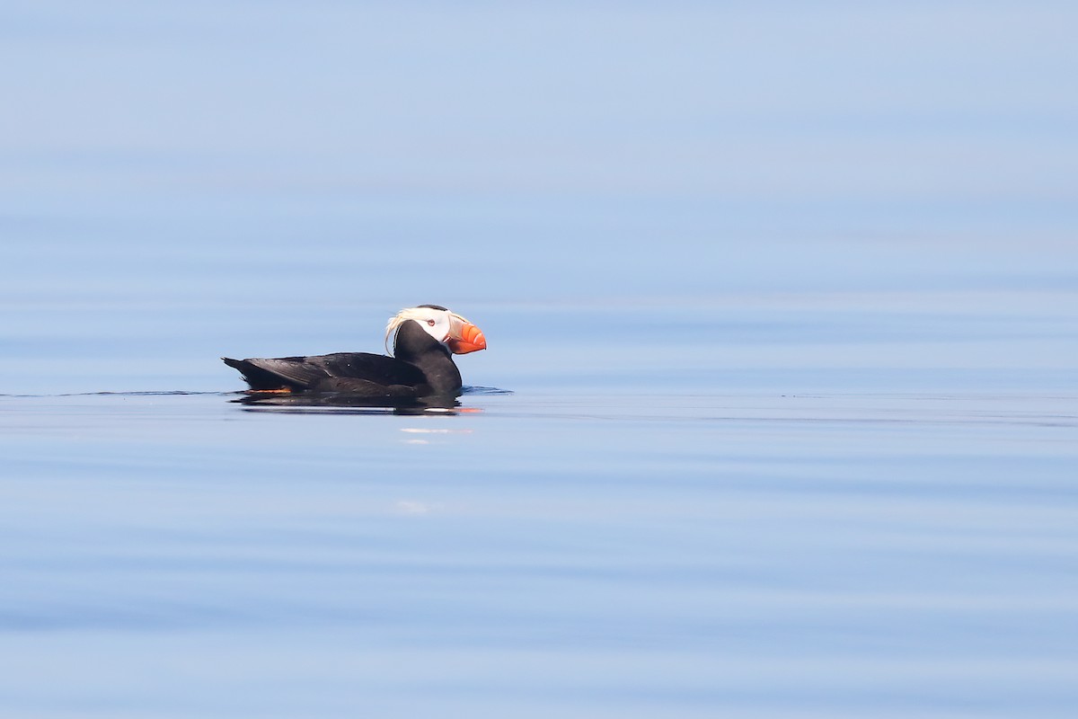 Tufted Puffin - ML466888411