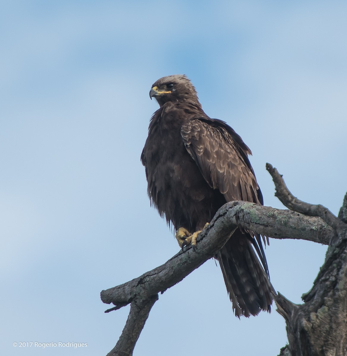 Wahlberg's Eagle - Rogério Rodrigues
