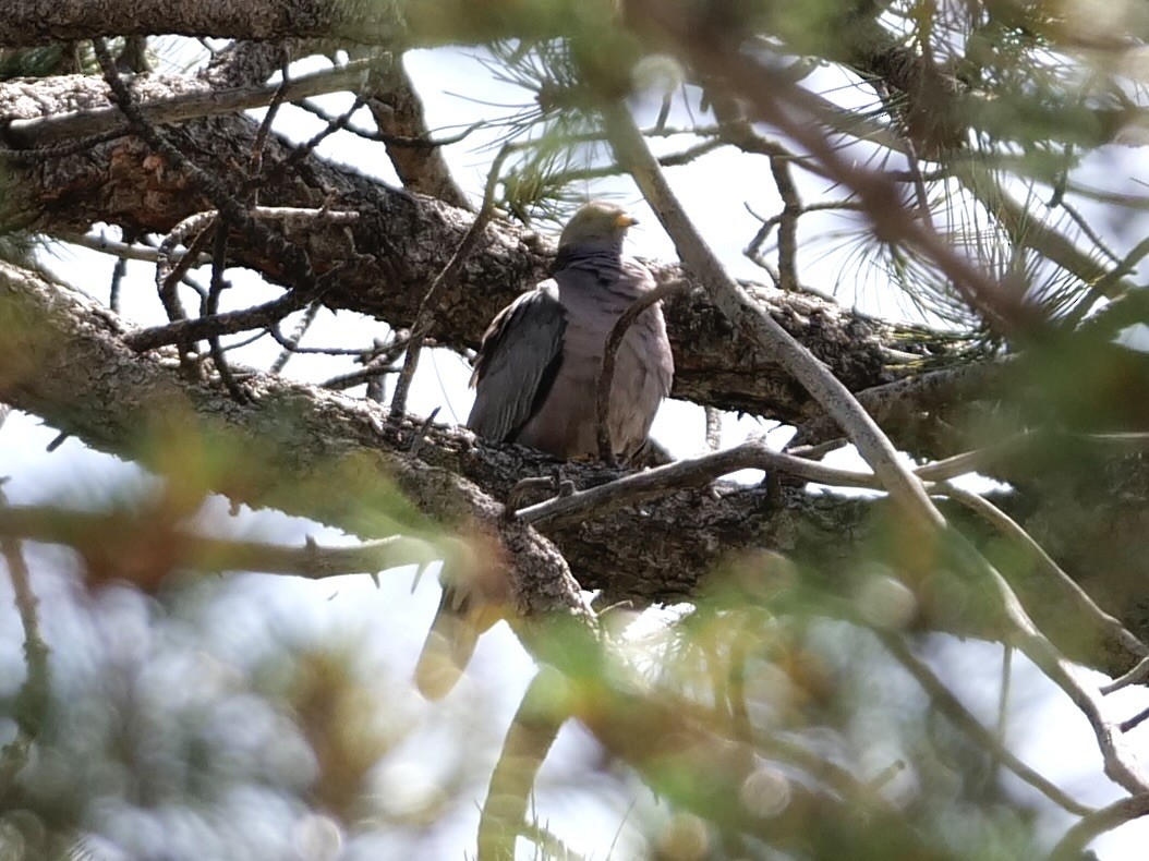 Band-tailed Pigeon - Karen Coupland