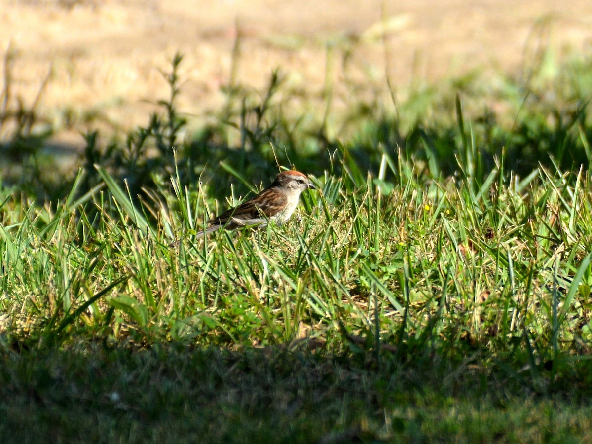 Chipping Sparrow - ML466905171