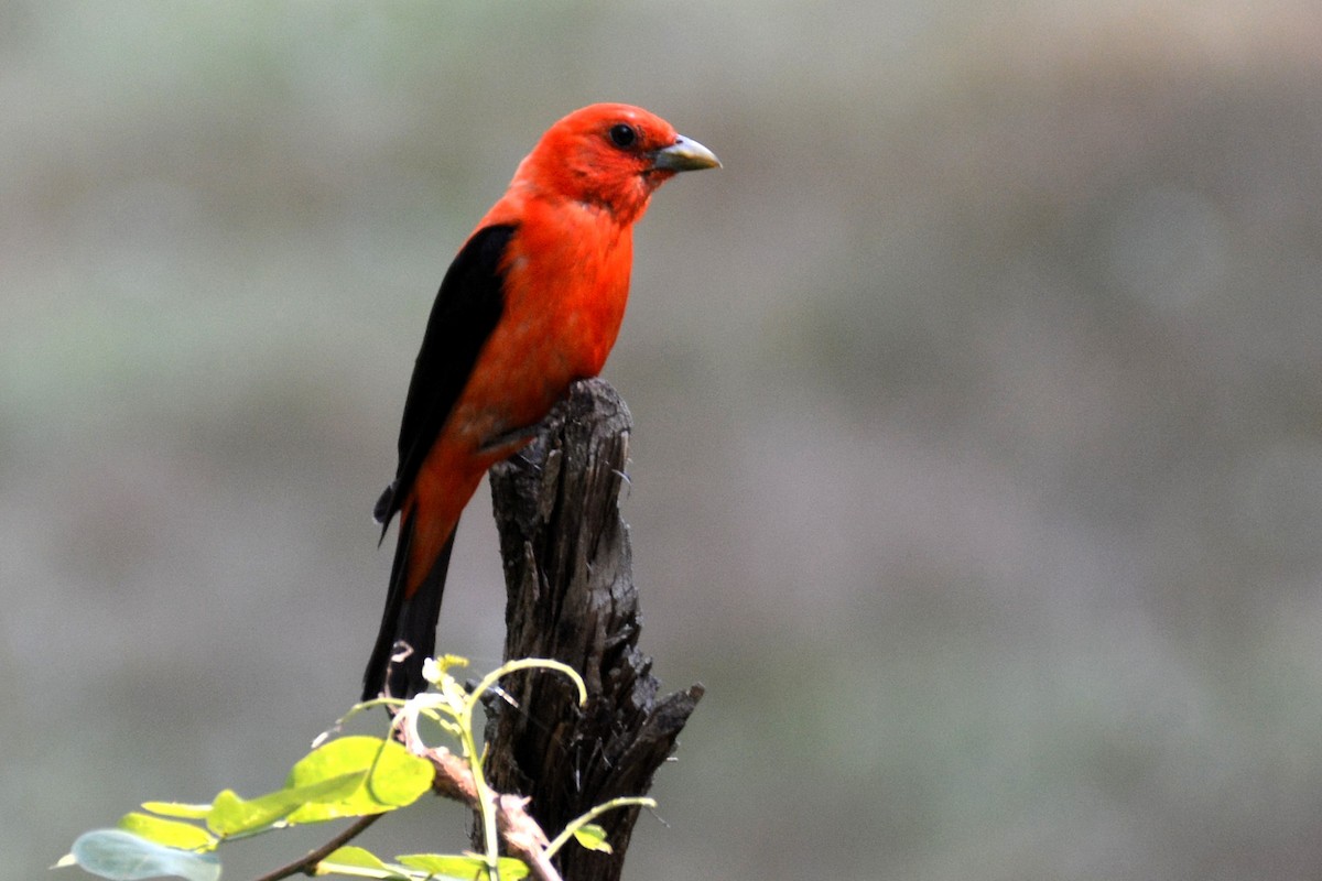 Scarlet Tanager - ML466905361