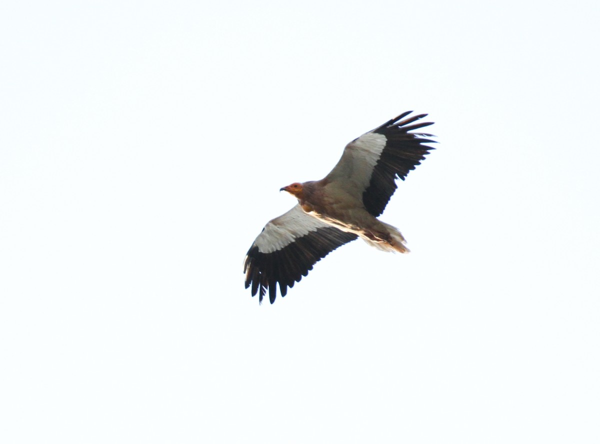 Egyptian Vulture - ML466906051