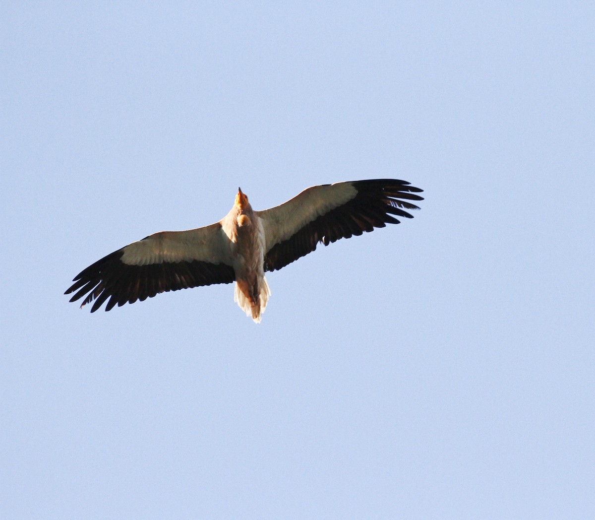 Egyptian Vulture - ML466906191