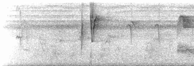 Пестрогорлый алапи (pyrrhonota) - ML466911631