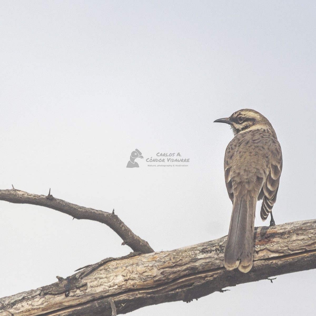 Long-tailed Mockingbird - ML466915491