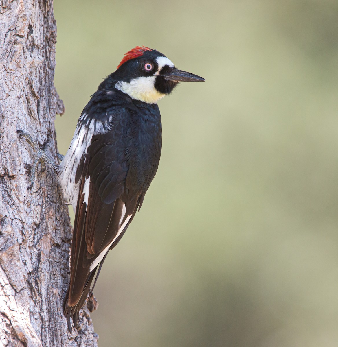 Acorn Woodpecker - ML466917361