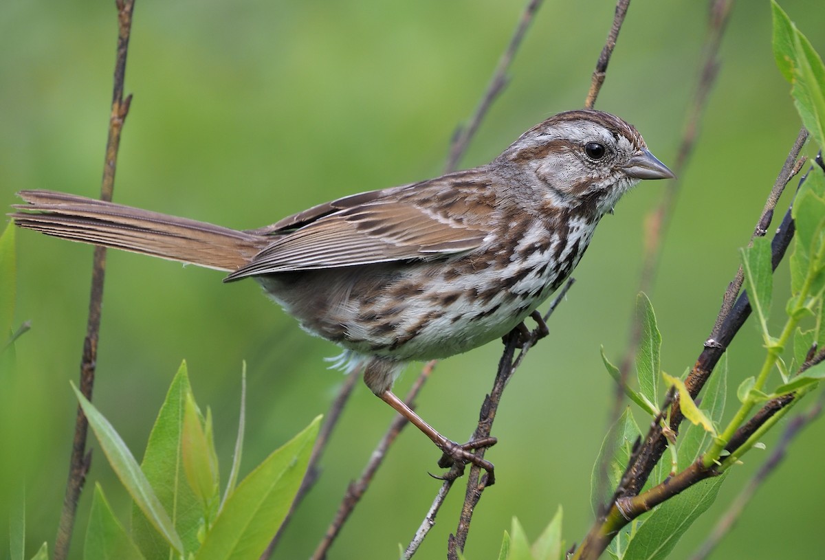 Song Sparrow (montana/merrilli) - ML466924761