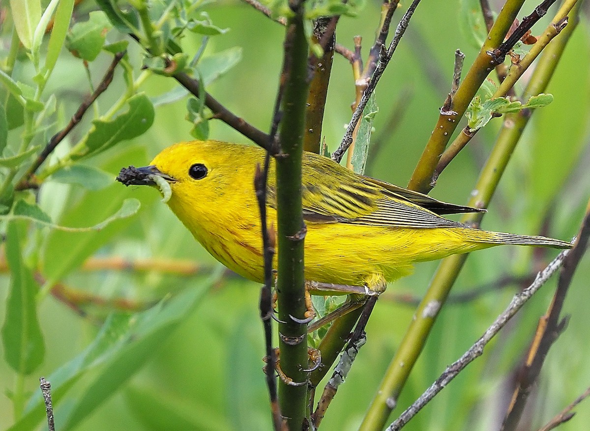 Yellow Warbler (Northern) - Aidan Brubaker