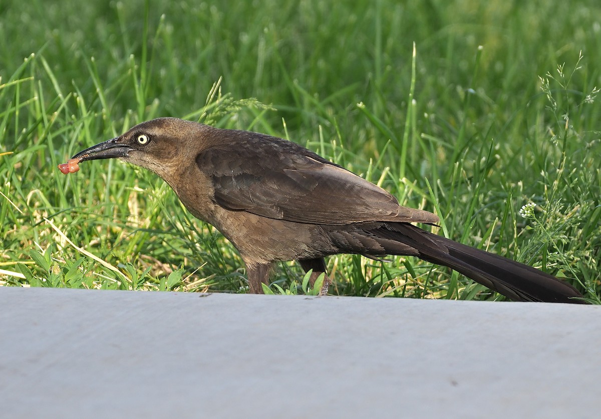 Great-tailed Grackle - ML466925031