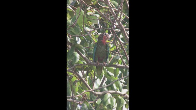 Cuban Parrot - ML466925851
