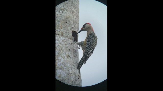 West Indian Woodpecker - ML466926141