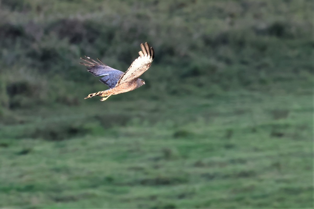 Spotted Harrier - ML466926201