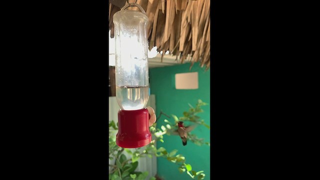 Bee Hummingbird - ML466929301