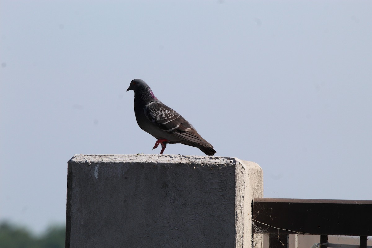 Rock Pigeon (Feral Pigeon) - ML466929671