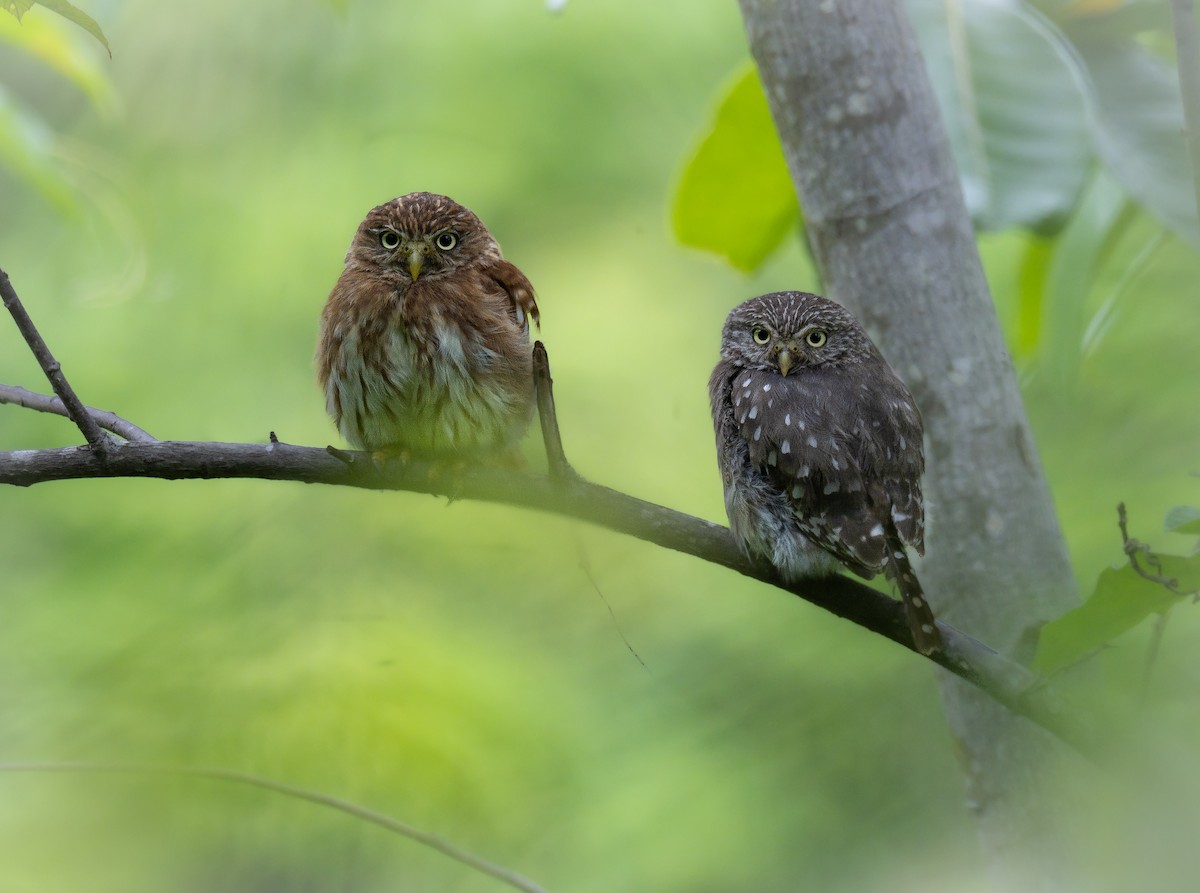 Peruvian Pygmy-Owl - Alex Luna