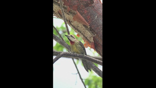 Cuban Green Woodpecker - ML466933751