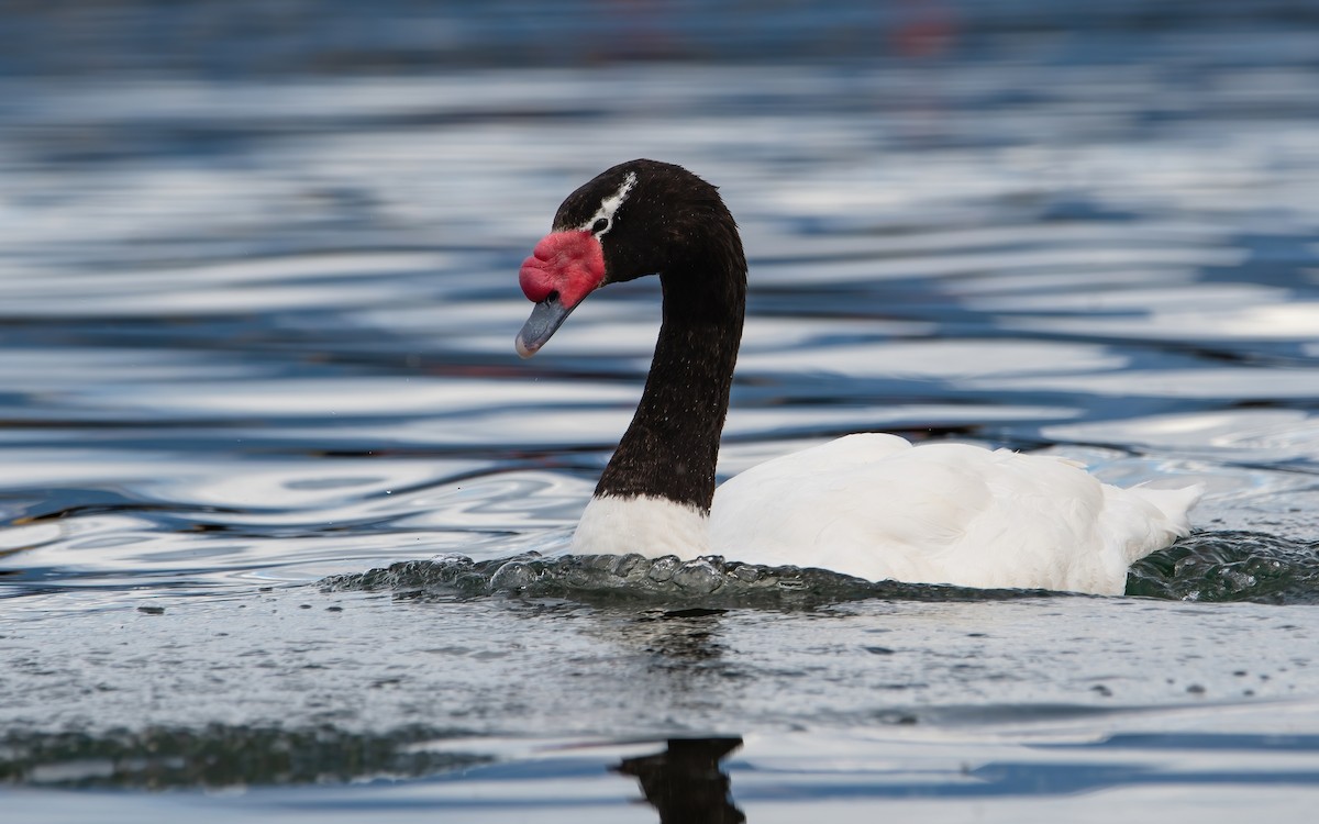 Black-necked Swan - ML466936391