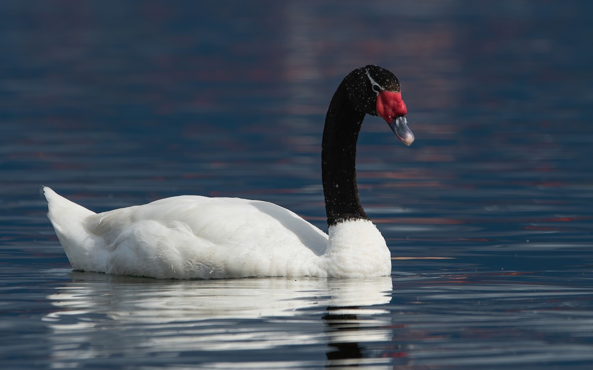 Black-necked Swan - ML466936401