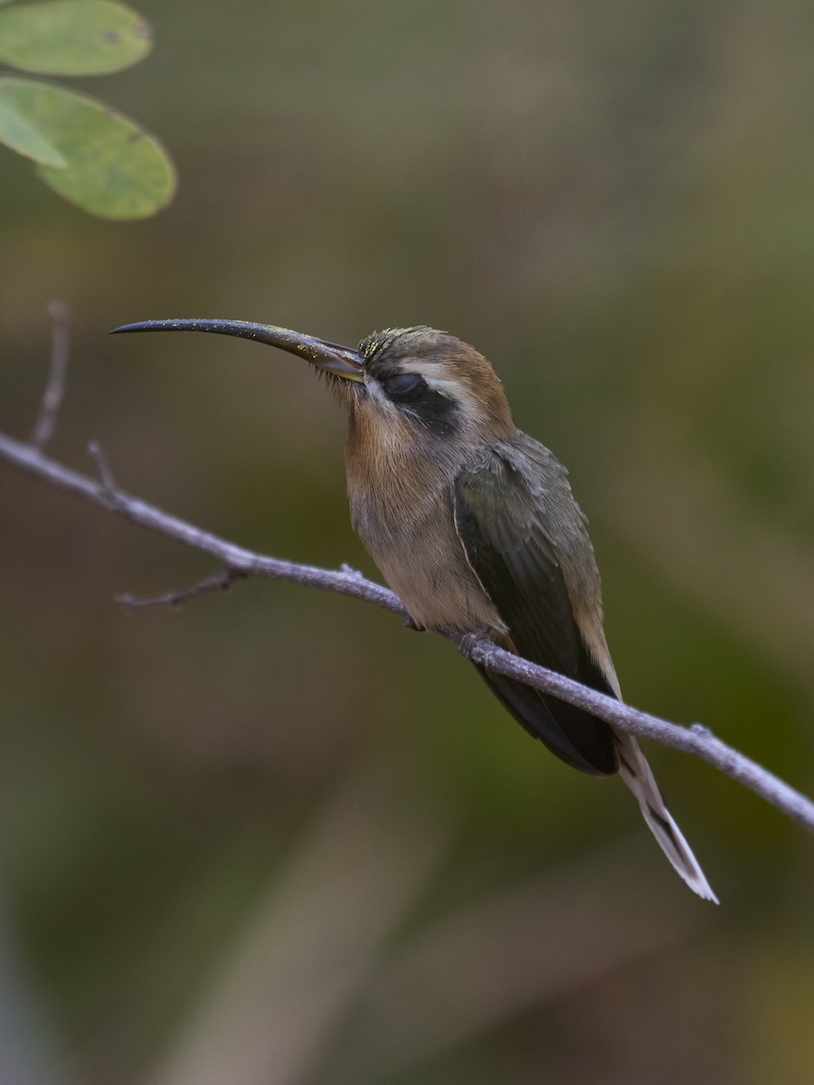 Broad-tipped Hermit - ML466938291