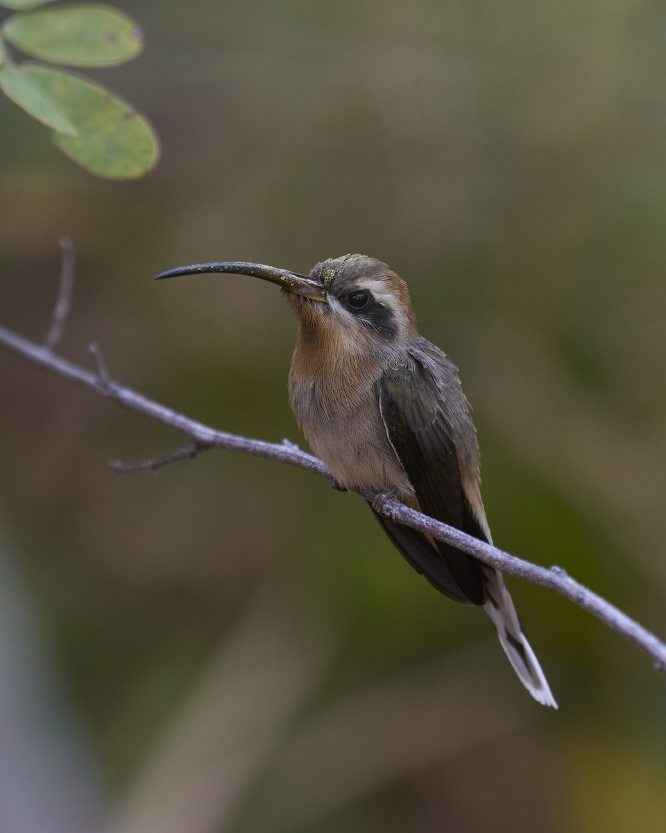 Broad-tipped Hermit - ML466938301