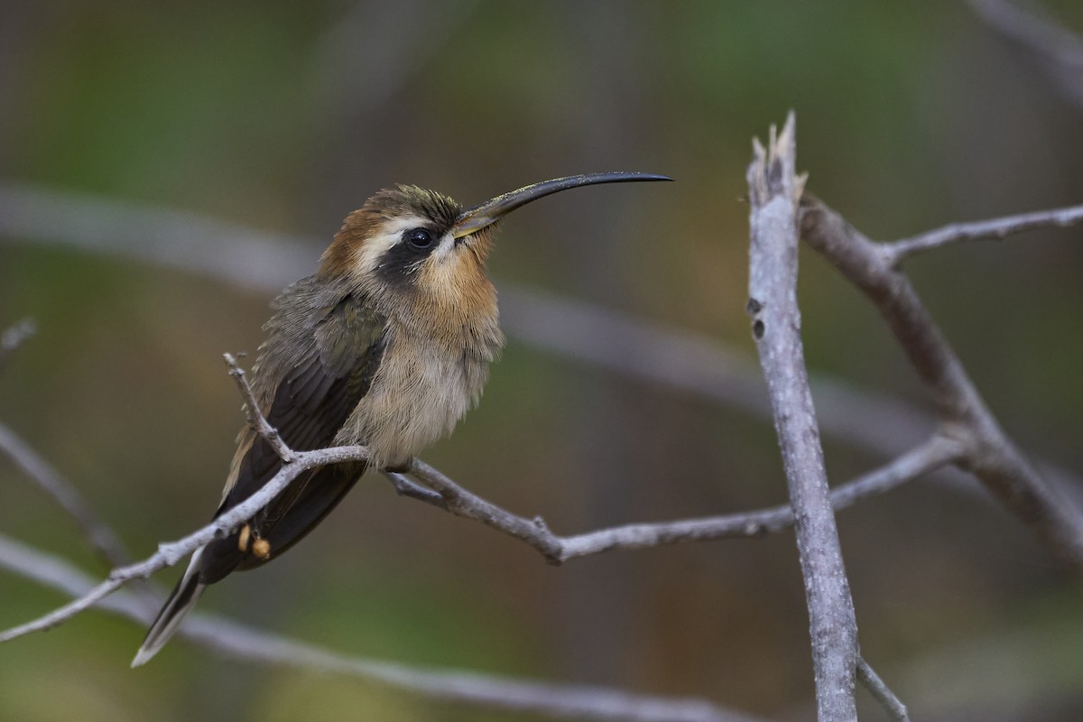 Broad-tipped Hermit - ML466938331