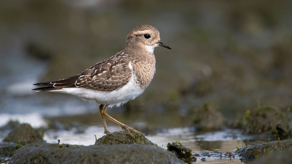 Rufous-chested Dotterel - ML466938941