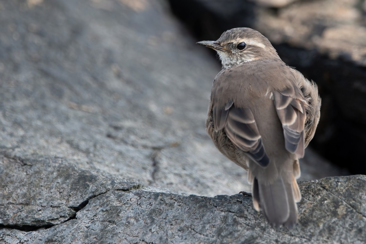 Buff-winged Cinclodes - ML466939011