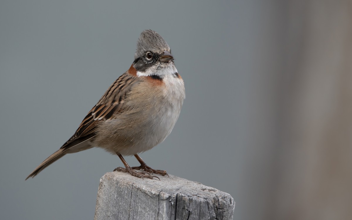 Rufous-collared Sparrow - ML466940981
