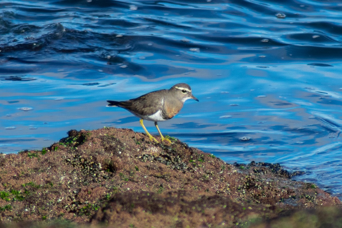 Rufous-chested Dotterel - ML466942461